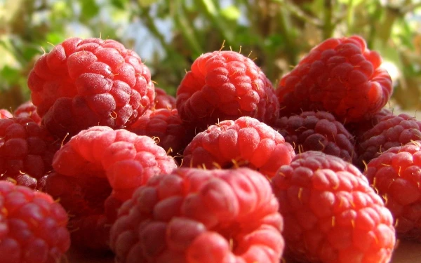 Global Raspberries and Blackberries Market: Volume to Reach 652K Tons and Value to Hit $6.1B by 2030